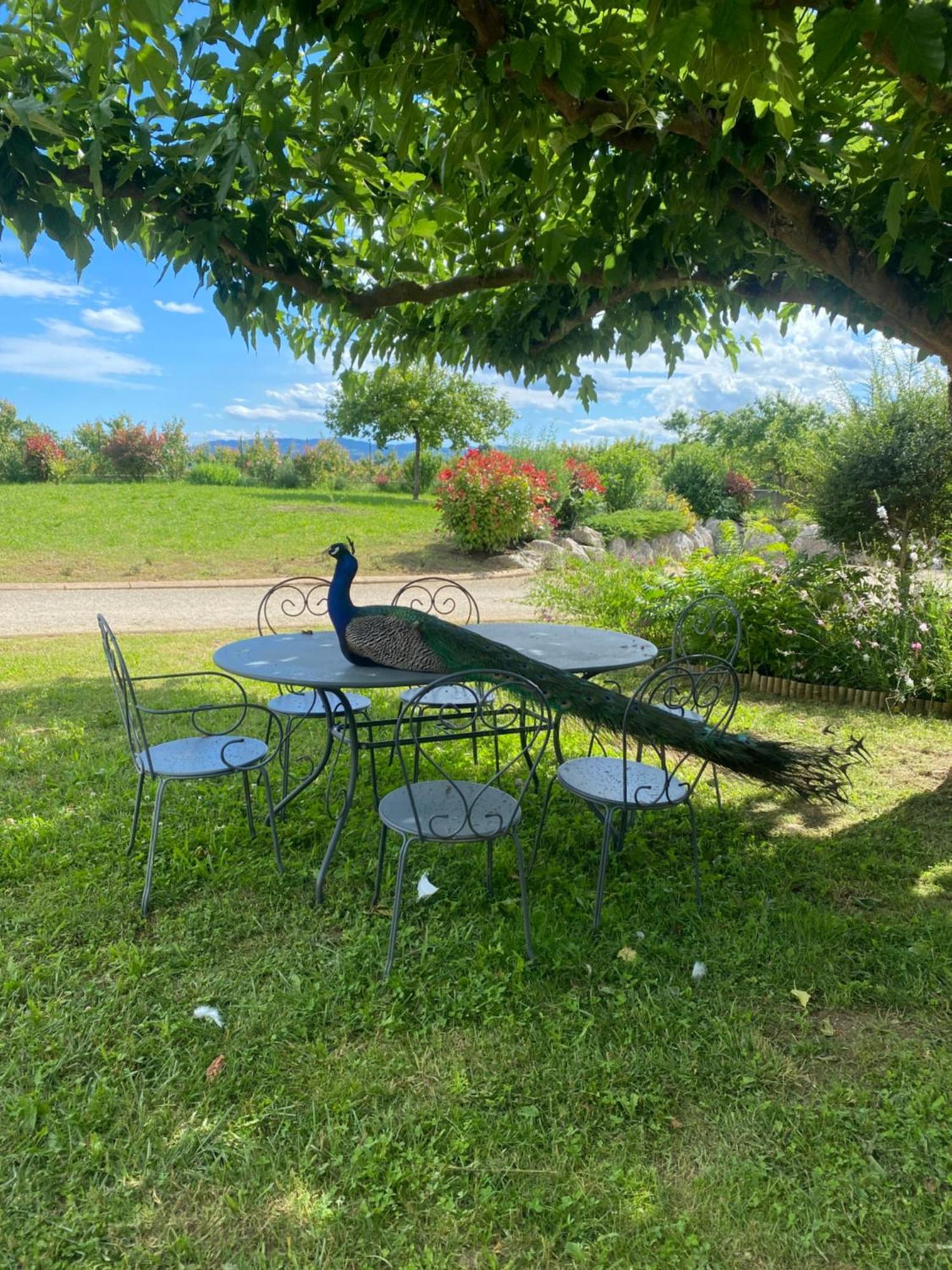Ferienwohnung Le Domaine D'Adrien Larnage Exterior foto